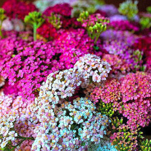 Achillea Millefolium - Pastel Mixed