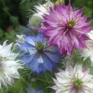 Nigella Love In A Mist Miss Jekyll Nigella