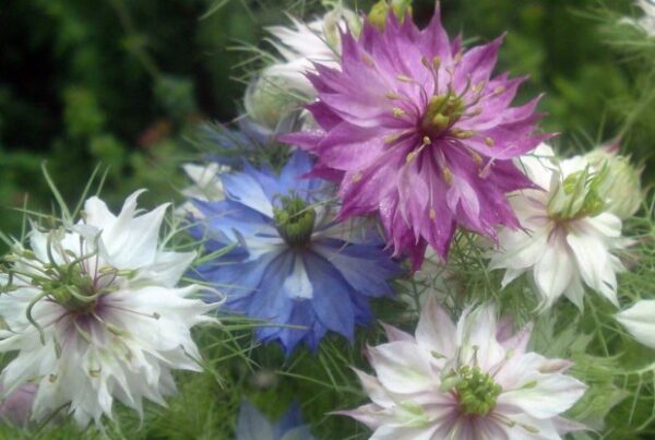 Nigella Love In A Mist Miss Jekyll Nigella - Image 2