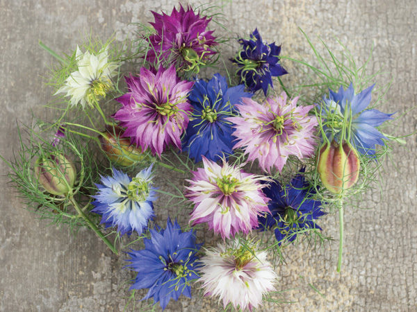 Nigella Love In A Mist Miss Jekyll Nigella - Image 3