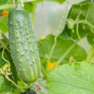 Organic Cucumber Gherkin Piccolo Di Parigi