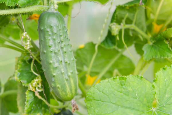 Organic Cucumber Gherkin Piccolo Di Parigi