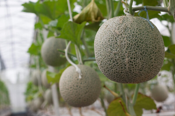 Organic Melon Cantaloupe Di Charentais - Image 2