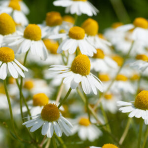 Herb German Chamomile Matricaria Recuita