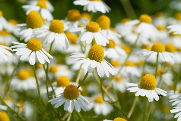 Herb German Chamomile Matricaria Recuita