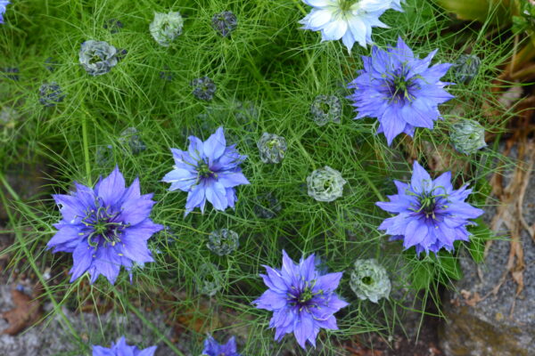 Nigella Damascena Love In A Mist Miss Jekyll Blue - Image 2