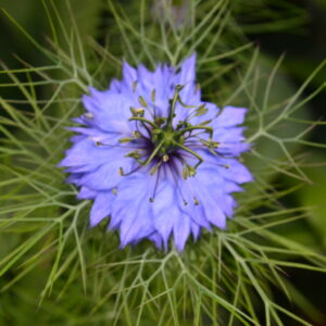 Nigella Damascena Love In A Mist Miss Jekyll Blue