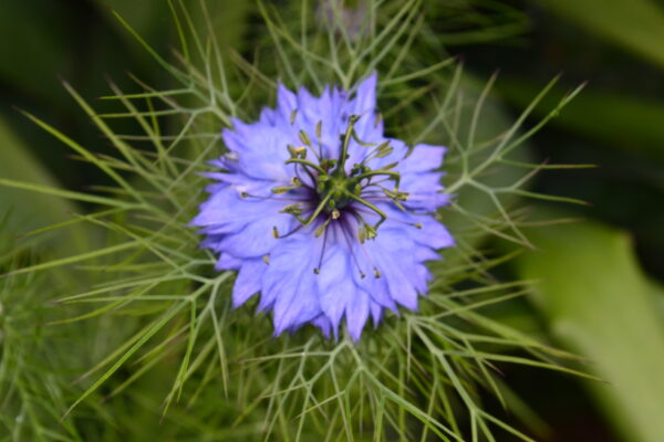 Nigella Damascena Love In A Mist Miss Jekyll Blue