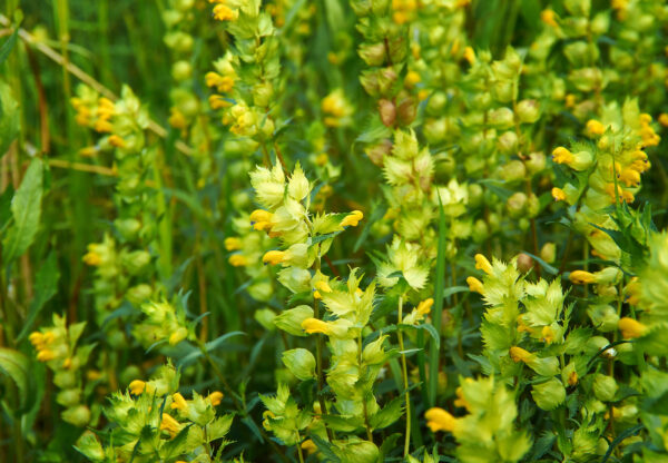 Yellow Rattle - Rhinanthus - Image 2