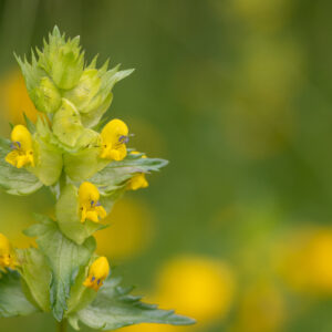 Yellow Rattle - Rhinanthus