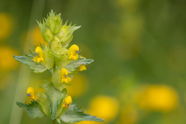 Yellow Rattle - Rhinanthus