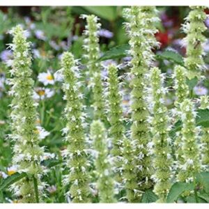 Giant Hyssop - Agastache Mexicana Anisata - White