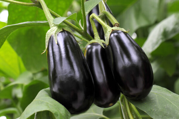 Aubergine Egg Plant Black Beauty - Image 2