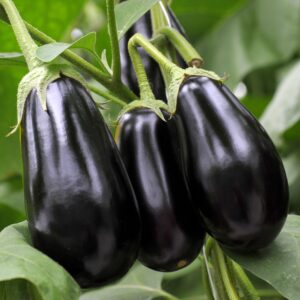 Aubergine - Organic
