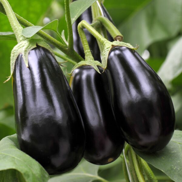 Aubergine Egg Plant Black Beauty