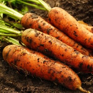 Organic Carrot Danvers 126
