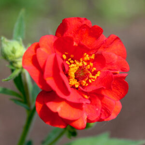 Geum - Mrs Bradshaw