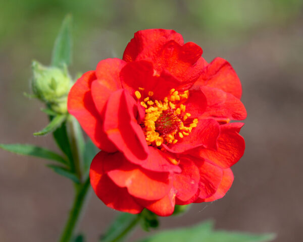Geum - Mrs Bradshaw