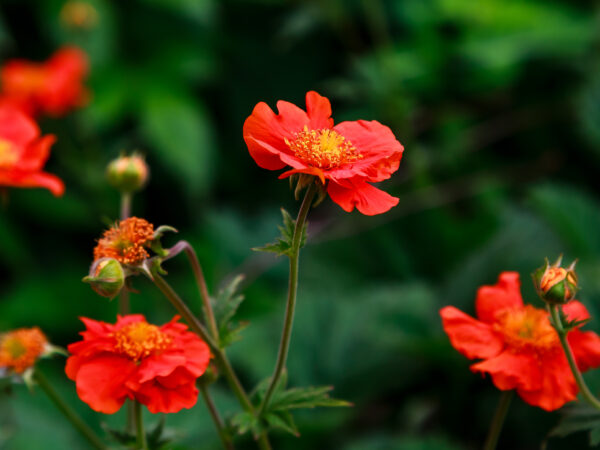 Geum - Mrs Bradshaw - Image 2