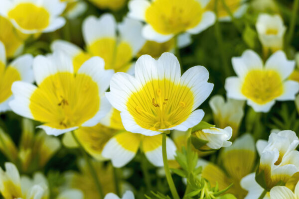 Limnanthes Douglasii Poached Egg Mix - Image 2