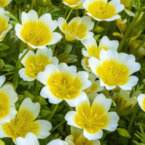 Limnanthes Douglasii Poached Egg Mix