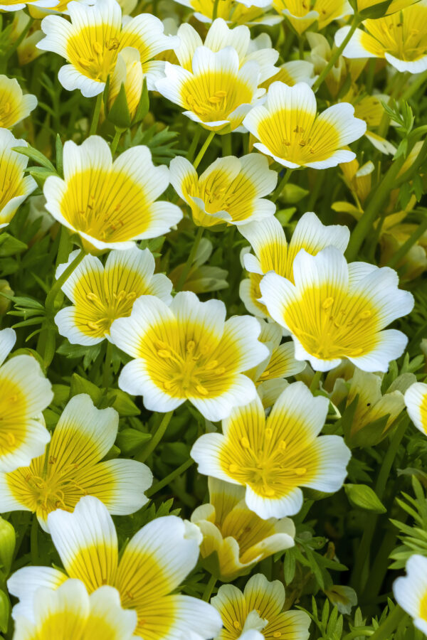 Limnanthes Douglasii Poached Egg Mix