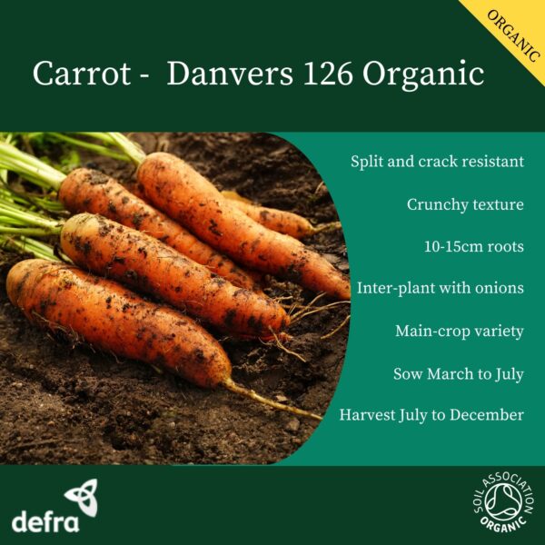 Organic Carrot Danvers 126 - Image 2