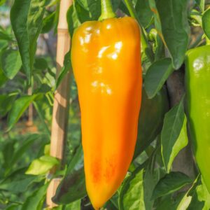 Organic Sweet Pepper Corno DI Toro Giallo