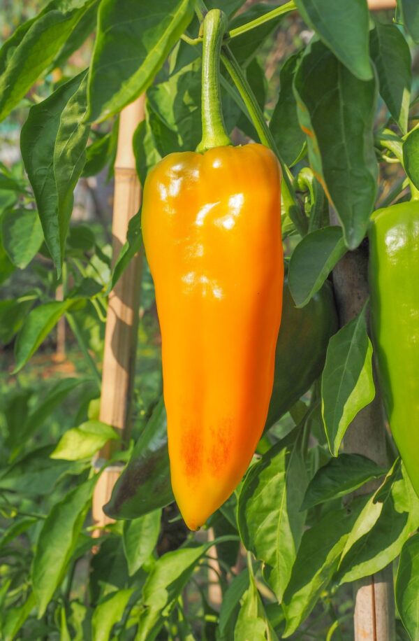 Organic Sweet Pepper Corno DI Toro Giallo