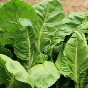 Spinach Perpetual