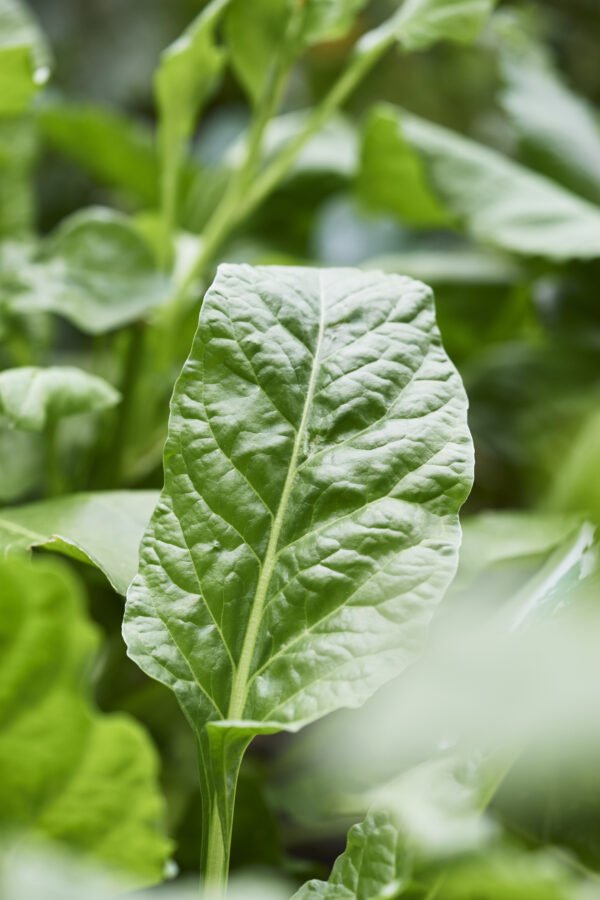 Spinach Perpetual - Image 2