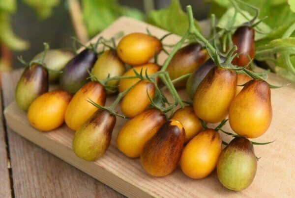 Tomato Cherry - Indigo Pear Drops
