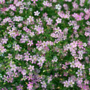 Gypsophila - Elegans Pink