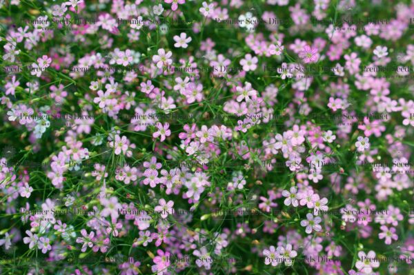Gypsophila - Elegans Pink