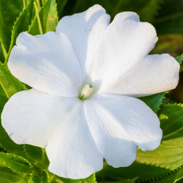 Impatiens Walleriana - Busy Lizzie White - Image 2