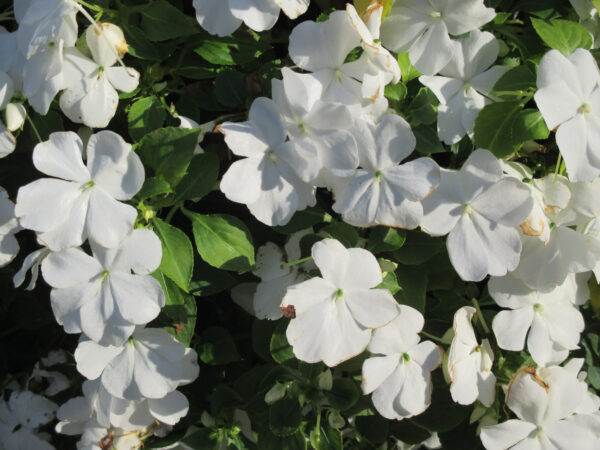 Impatiens Walleriana - Busy Lizzie White