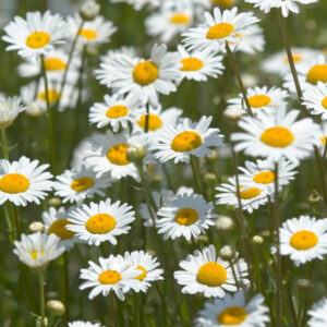 Organic Wild Flower Ox Eye Daisy