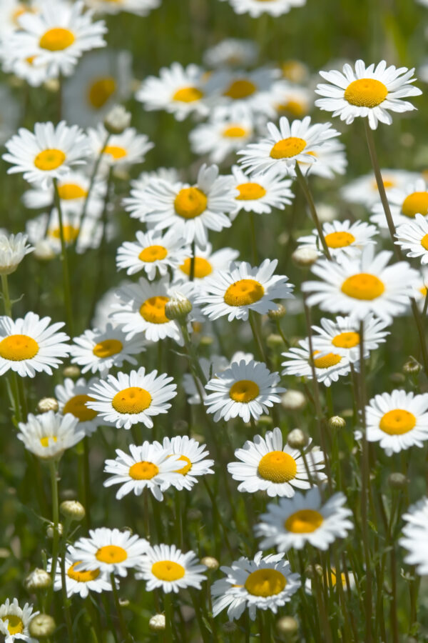 Organic Wild Flower Ox Eye Daisy