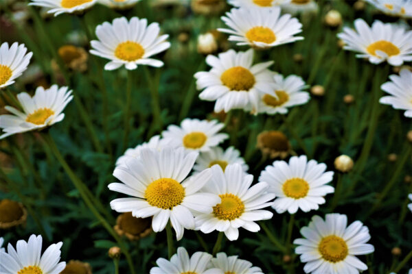Organic Wild Flower Ox Eye Daisy - Image 2