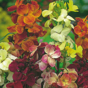 Wallflower English Fair Lady Mix