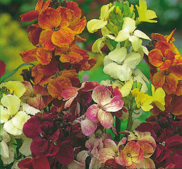 Wallflower English Fair Lady Mix