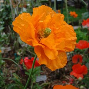 Papaver Poppy - Rupifragrum Flore Pleno