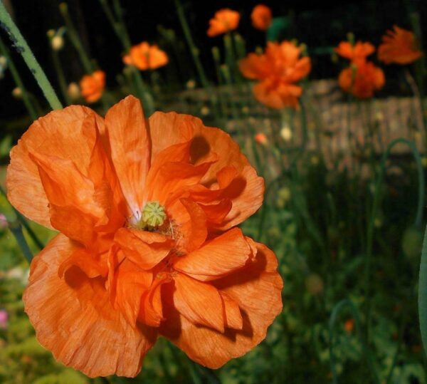 Papaver Poppy - Rupifragrum Flore Pleno - Image 2