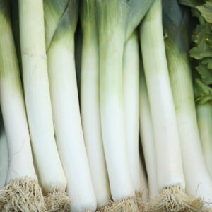 Leek - Bulgarian Giant