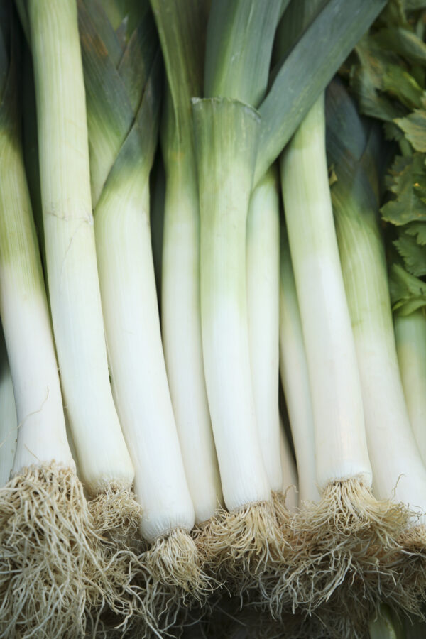 Leek - Bulgarian Giant