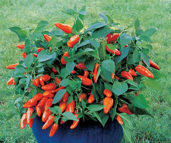 Sweet Pepper - Tangerine Dream - Image 2