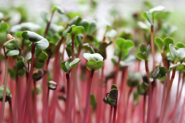 Radish Red Coral - Microgreen/Sprouting - Image 2