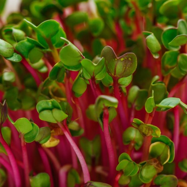 Radish Sangria - Microgreen/Sprouting - Image 2