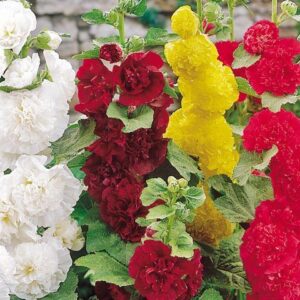Hollyhock Summer Carnival Mixed