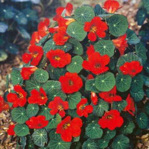 Nasturtium Empress of India Tropaeolum